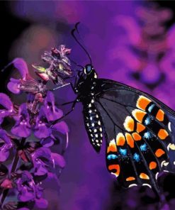 Black Swallowtail Butterfly paint by numbers