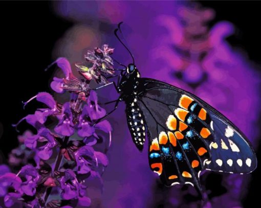 Black Swallowtail Butterfly paint by numbers