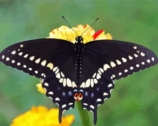 Black Swallowtail paint by number