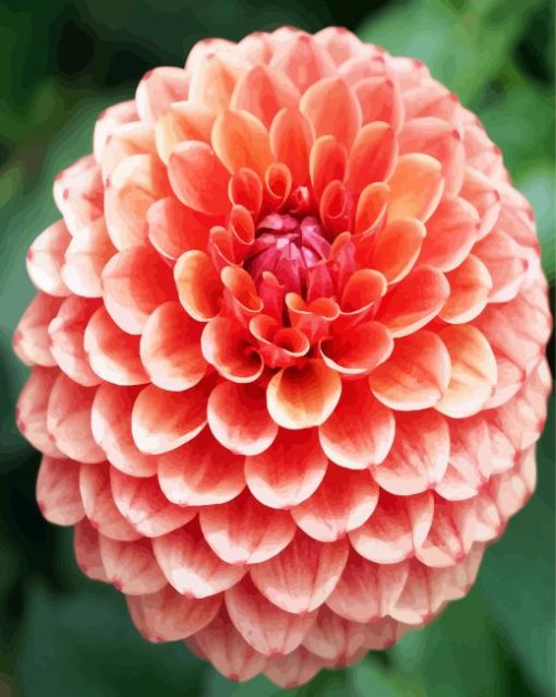 Blooming Dahlia Flower paint by number