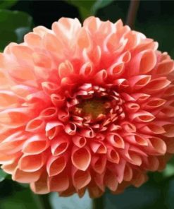 Blooming Dahlia paint by number