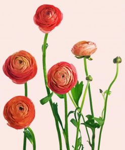 Blooming Pink Ranunculus paint by number