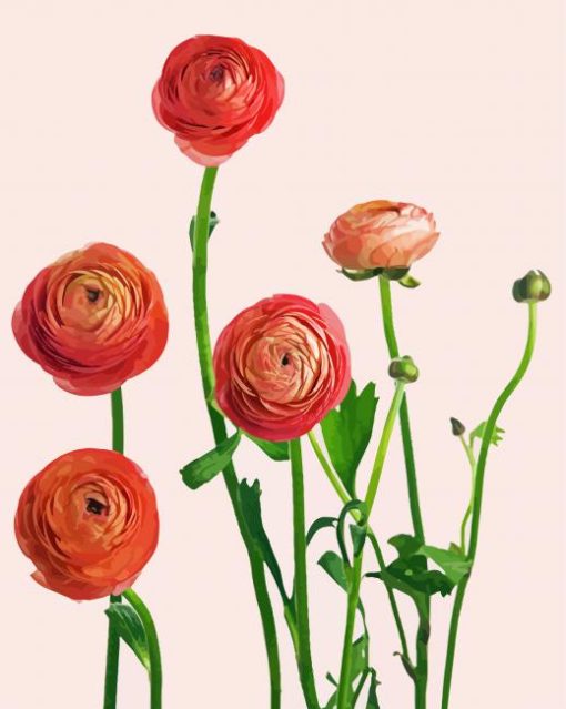 Blooming Pink Ranunculus paint by number