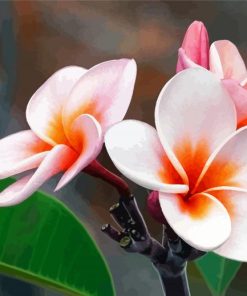 Blooming Plumeria paint by number