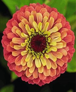 Blooming Zinnia paint by number