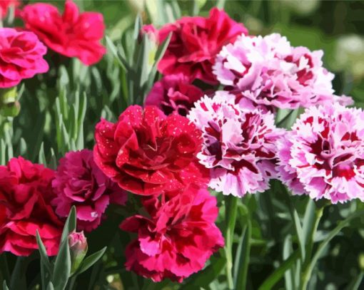 Blooming Carnations Flowers paint by number