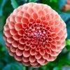 Blooming Orange Dahlia paint by number