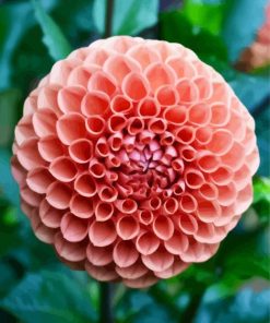 Blooming Orange Dahlia paint by number