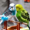 Blue And Green Parakeet Budgerigars paint by number