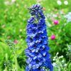 Blue Delphiniums paint by number