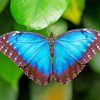 Blue Morpho Butterfly paint by number