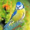 Blue Tit Bird paint by numbers