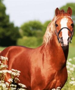 Brown Morgan Horse paint by numbers