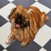 Brown Pekingese Dog paint by number