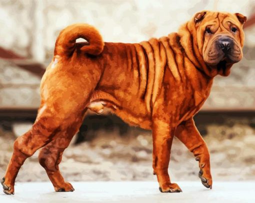 Brown Shar Pei Dog paint by number