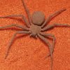 Brown Spider Insect paint by number