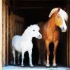 Brown And White Ponies paint by number