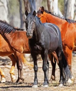 Brumby Horses paint by number