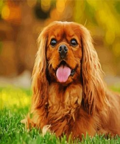 Cavalier King Charles Spaniel paint by numbers