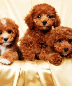 Cavoodle Dogs Family paint by number