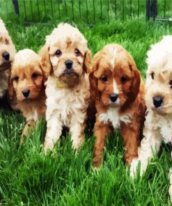 Cavoodle Puppies paint by numbers