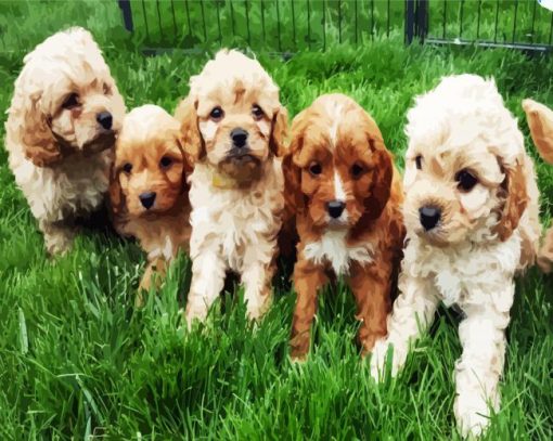 Cavoodle Puppies paint by numbers