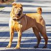 Chinese Shar Pei Standing On The Sidewalk paint by number