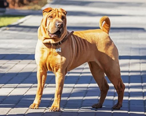 Chinese Shar Pei Standing On The Sidewalk paint by number