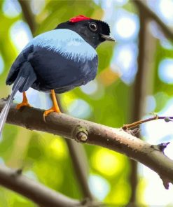 Chiroxiphia Manakin Bird paint by number