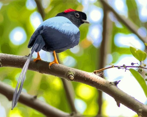 Chiroxiphia Manakin Bird paint by number