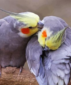 Cockatiel Couple paint by numbers