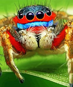 Colorful Spider Insect paint by number