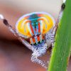 Colorful Spider paint by number