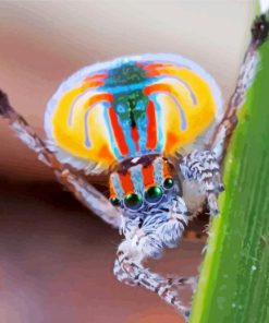 Colorful Spider paint by number