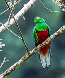 Crested Quetzal Bird paint by number