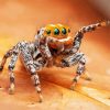 Cute Little Spider paint by numbers