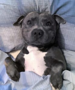 Cute Staffordshire Bull Terrier Sleeping paint by numbers