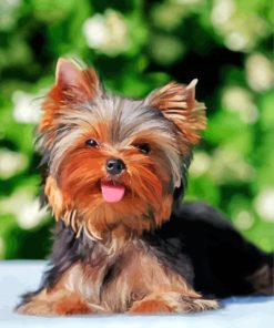 Cute Yorkies Dog paint by numbers