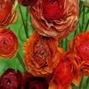 Dead Ranunculus Flowers paint by number