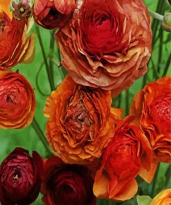 Dead Ranunculus Flowers paint by number