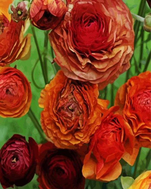 Dead Ranunculus Flowers paint by number