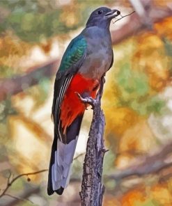 Eared Quetzal Bird paint by numbers