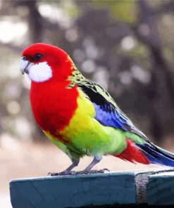 Eastern Rosella Bird paint by numbers