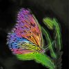 Fantasy Butterfly paint by number