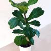 Ficus Lyrata Plant Plot paint by numbers