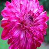 Fuchsia Dahlia Flower paint by number