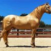 Golden Andalusian paint by number