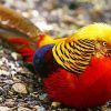 Golden Pheasant paint by number