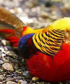 Golden Pheasant paint by number