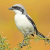 Great Grey Shrike Bird paint by numbers